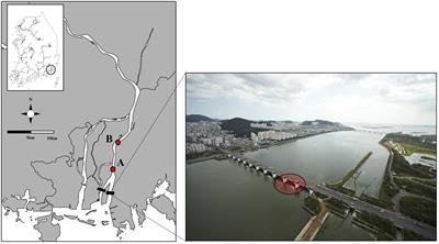 Effects of estuary reopening management on the fish community in the Nakdong River Estuary